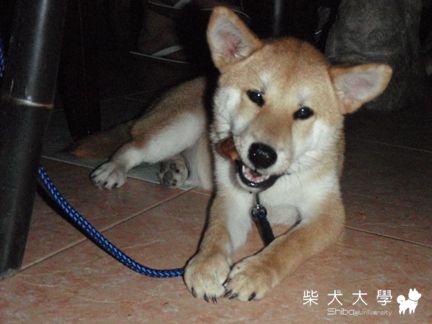 小新1/2台東PASA農舍行(原發表者:小新媽)(開箱分享)