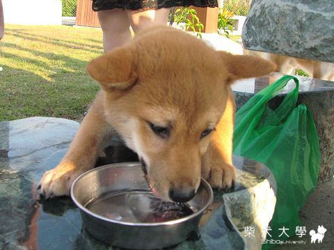 １月３日　台中寵物公園～(原發表者:Money麻)(開箱分享)