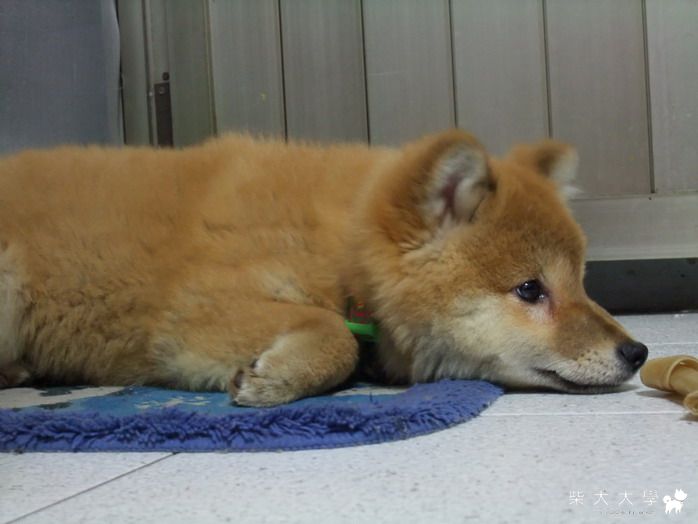 軟毛與剛毛疑問(原發表者:pin)(環境管理)