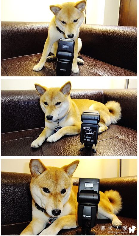 [亂開箱]最便宜的閃燈 YN-460 II  (卡布演出)(原發表者:papazazzi)(開箱分享)