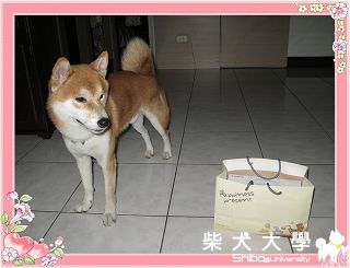 不專業開箱~路邊撿到的好物~PART 6(原發表者:哪泥拔)(開箱分享)