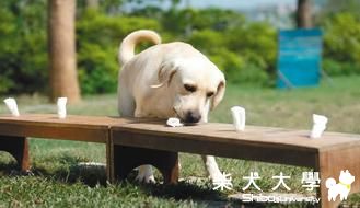 緝盜林盜獵 培訓山河犬(原發表者:咕哩家)(柴老大新聞台)