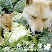「キャベツ犬」はヘルシー？動画サイトで人気(原發表者:咕哩家)(柴老大新聞台)