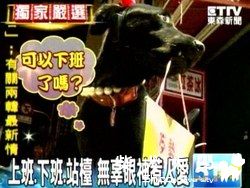 愛叼招牌「準備中」 狗員工超敬業(原發表者:咕哩家)(柴老大新聞台)