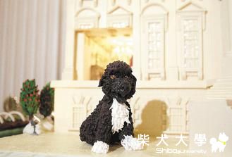 白宮慶耶誕 「第一犬」當主人翁(原發表者:咕哩家)(柴老大新聞台)