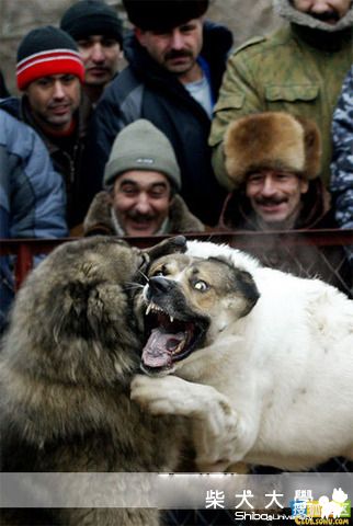 俄羅斯鬥狗太血腥(原發表者:咕哩家)(柴老大新聞台)