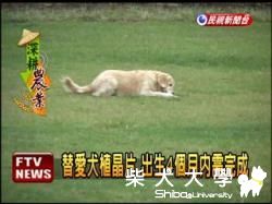 狗狗植晶片 愛犬走失不擔憂(原發表者:咕哩家)(柴老大新聞台)