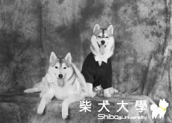 女主人為寵物狗情侶拍攝婚紗照(原發表者:咕哩家)(柴老大新聞台)