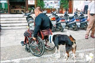 靈犬推輪椅 回報收養恩(原發表者:咕哩家)(柴老大新聞台)