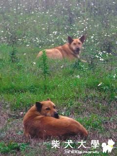 抓野狗送土雞 「讓19寇消失」(原發表者:柚柚爸)(柴老大新聞台)