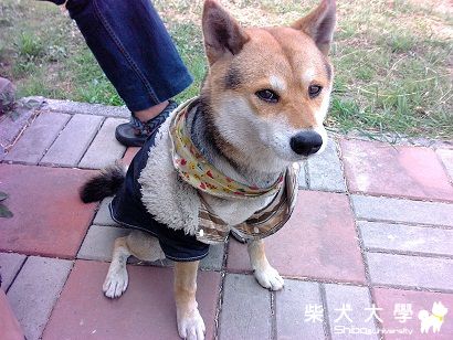 【基隆市】高雄仁武區，極限運動公園遇到的柴犬(原發表者:wcl19)