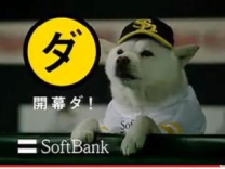 軟銀球員展揮棒傳球神技？　卡哇伊柴犬也喊「打」(原發表者:咕哩家)(柴老大新聞台)