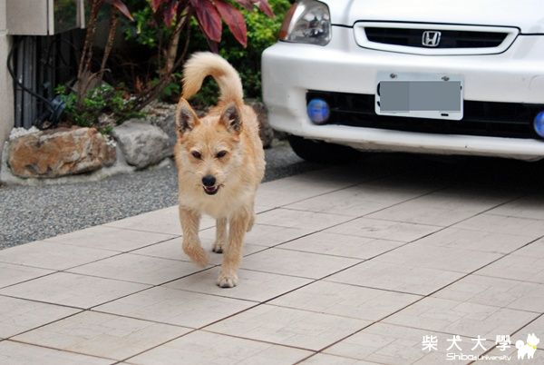【基隆市】(已認養)聰明乖巧的混梗柴犬送養(原發表者:球球的爹)