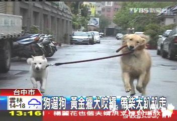 狗遛狗！黃金獵犬咬繩　帶柴犬趴趴走(原發表者:咕哩家)(柴老大新聞台)