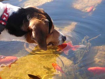 貪吃米格魯犬撈鯉魚　摔進池子前得到「驚喜之吻」！(原發表者:咕哩家)(柴老大新聞台)