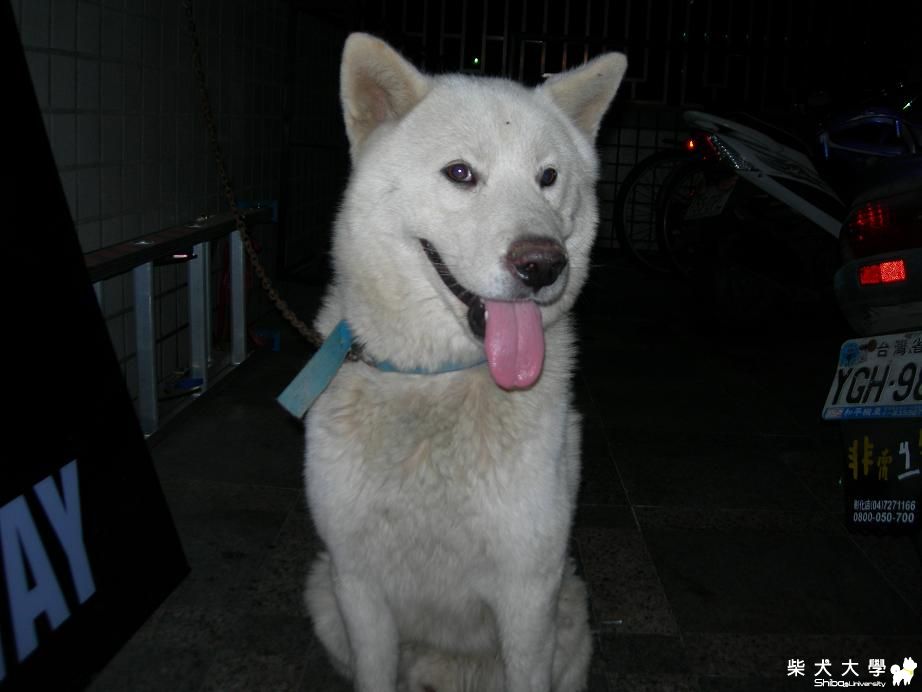 【基隆市】彰化市 應該是白柴   認養人(原發表者:麻糬媽)