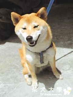 流浪犬「透抽」 與主人共枕眠(原發表者:咕哩家)(柴老大新聞台)