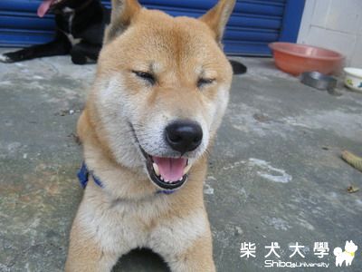 【基隆市】中壢市拾獲黃色公柴犬（身上綁藍色狗繩）(原發表者:包子姊姊)