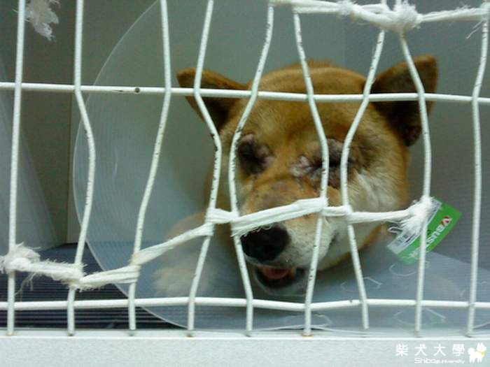 【基隆市】台南市臨安路上拾獲母赤柴(原發表者:cookie麻)