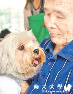 寵物健康－狗狗高齡化 失智症狀多(原發表者:咕哩家)(柴老大新聞台)