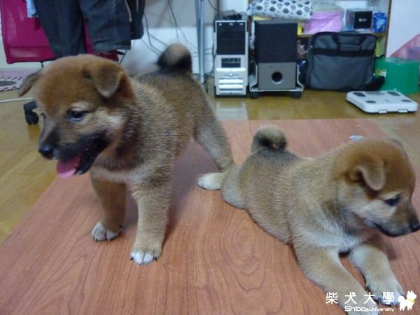 【基隆市】(已結案喔~非常感謝大家^^)糖糖的小兒子尋找有緣人(原發表者:sshowers)