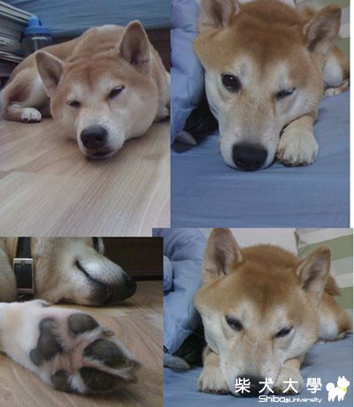 身邊的毛小孩(原發表者:yiying925)(柴老大新聞台)