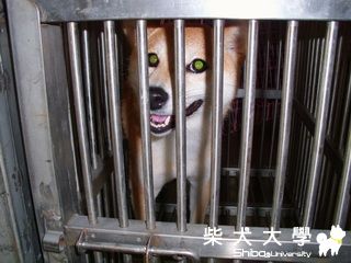 【基隆市】台北市動物保護處(原發表者:nightku)