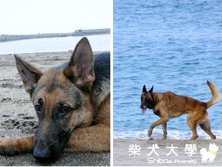 工作狼犬「卡卡」遭竊生死不明　動保處盼大眾協尋！(原發表者:咕哩家)(柴老大新聞台)
