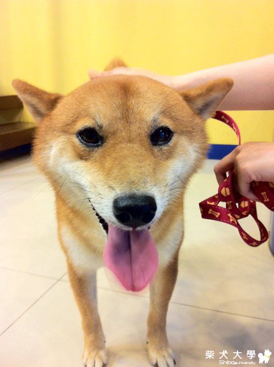 【基隆市】新莊區重新路五段&堤外​道路拾獲柴弟(原發表者:melody_7165)