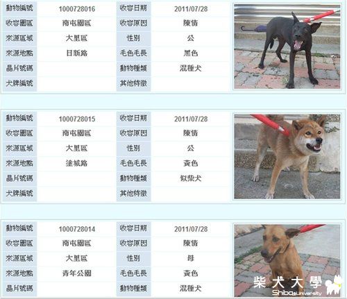 【基隆市】0728台中收容所: 公赤柴等認養(原發表者:a761205)