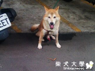 【基隆市】中和/板橋處，跑來一隻公柴柴，你家的寶貝遺失了嗎?(原發表者:sushi)