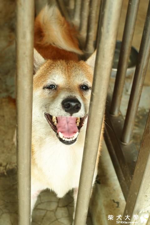 【基隆市】善化收容所(原發表者:nightku)