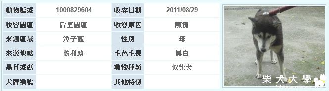 【基隆市】后里收容所 08/29 收容疑似柴犬(原發表者:貝瑞娘)