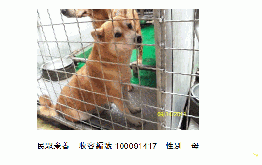 【基隆市】内湖：善良的母柴(已認養，結案）(原發表者:angellips51)