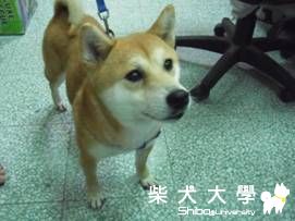 【基隆市】這是誰家的柴柴.趕快去救救他吧!(原發表者:仔仔拔麻)