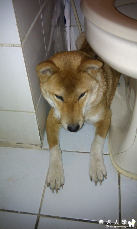 【基隆市】{轉貼訊息} 台中市河南路公柴-腳穿白襪-有藍色項圈(原發表者:sushi)