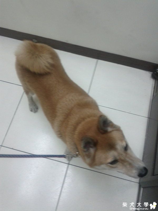 【基隆市】<轉貼訊息> 新北市中和大潤發拾獲柴犬(原發表者:sushi)