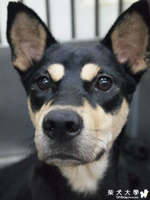 【基隆市】混黑柴!!!新屋收容所11/28安樂日?（已預約領養了）(原發表者:soarwu)