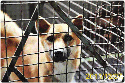 【基隆市】竹北：黑嘴柴妹被抛棄了……（已死亡）(原發表者:angellips51)