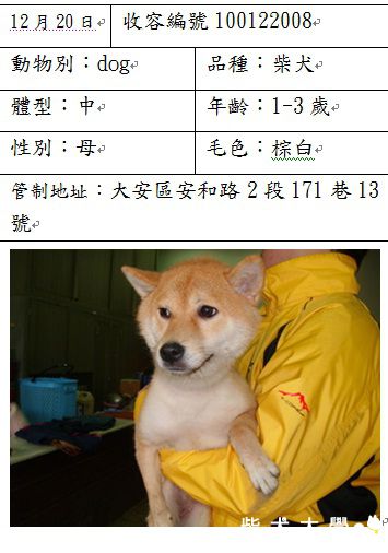 【基隆市】台北內湖收容所/1~3歲赤色母柴/管制地點：安和路二段171巷13(原發表者:sushi)