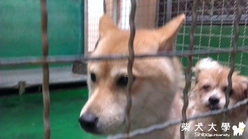 【基隆市】誰家走失的漂亮女母柴,約一到三歲(原發表者:NANA的媽媽)