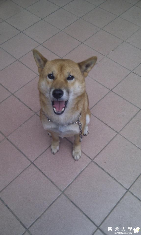 【基隆市】新店安坑安祥路綠中海社區門口~拾獲公赤柴約4~5歲(原發表者:melody_7165)