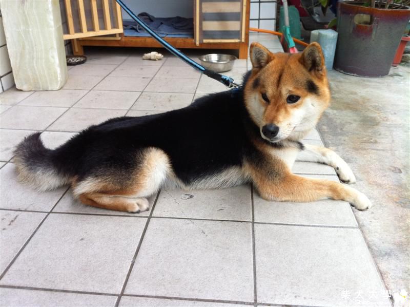 【基隆市】取消認養(原發表者:study1214)