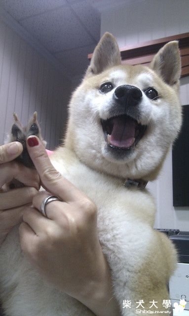 【基隆市】可愛的心心在找家唷~(已認養)(原發表者:melody_7165)