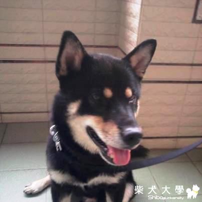 【基隆市】黑色公柴尋找主人~06/15晚上在桃園市國際路一段發現的(原發表者:吉谷家)