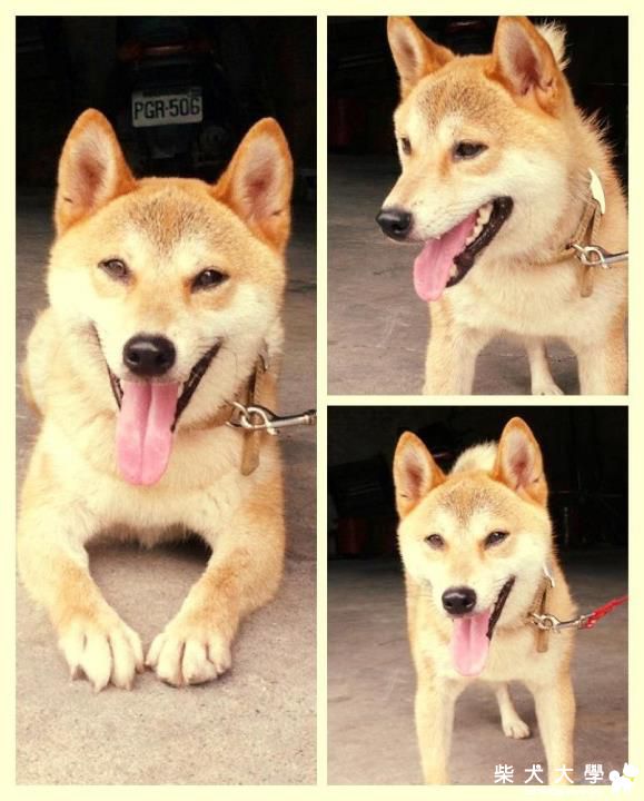 【基隆市】阿才找到家了^  ^(原發表者:陽光小帥帥)