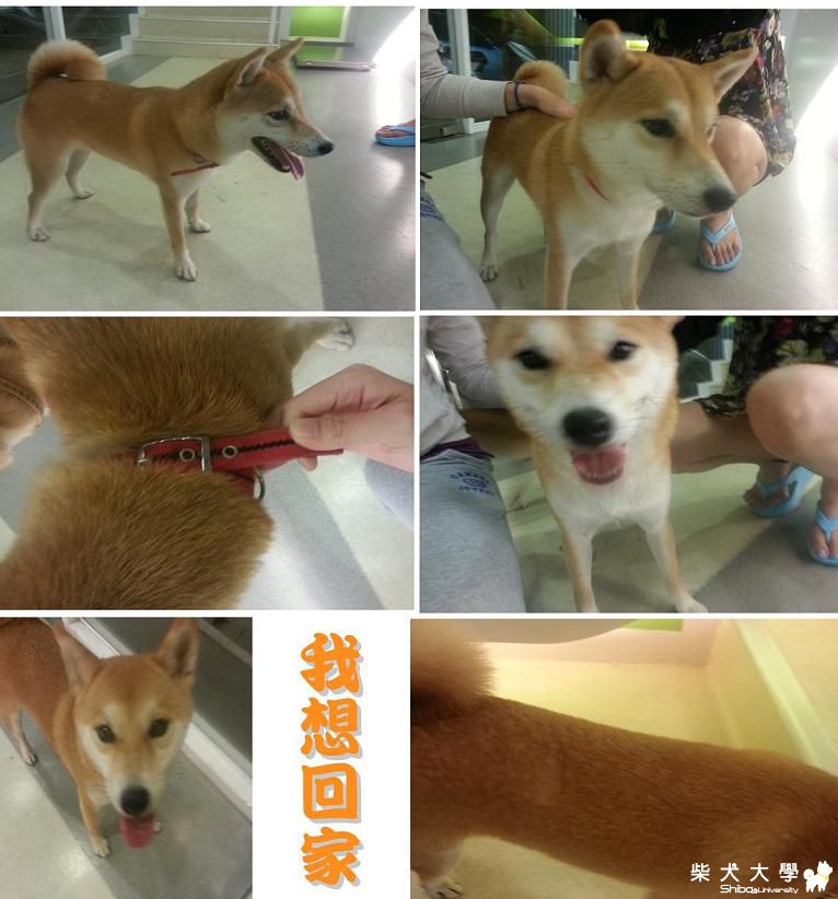 【基隆市】大順龍德路附近拾獲母柴一隻 (已找回主人囉)(原發表者:shineape)