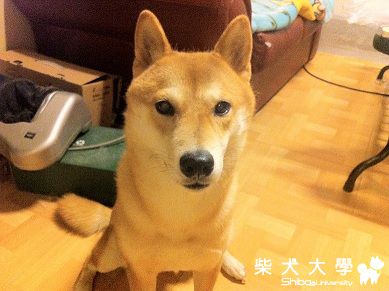 【基隆市】(已送養 謝謝大家)柴犬送養(原發表者:阿噗哥)