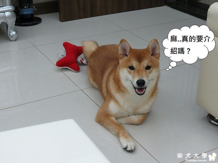 球球‧毛澎澎梳理篇(原發表者:球球a麻)(開箱分享)