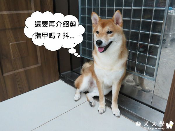 球球‧不痛痛剪爪篇(原發表者:球球a麻)(開箱分享)